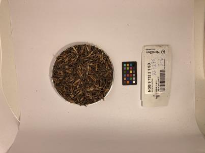 Click for 1 image(s) for this accession. SEED